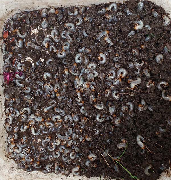 chafer beetles