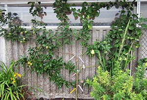 apple tree
