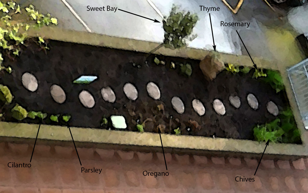 Herbs in Bed 10